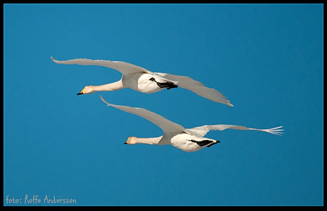 Flying whooper swans
