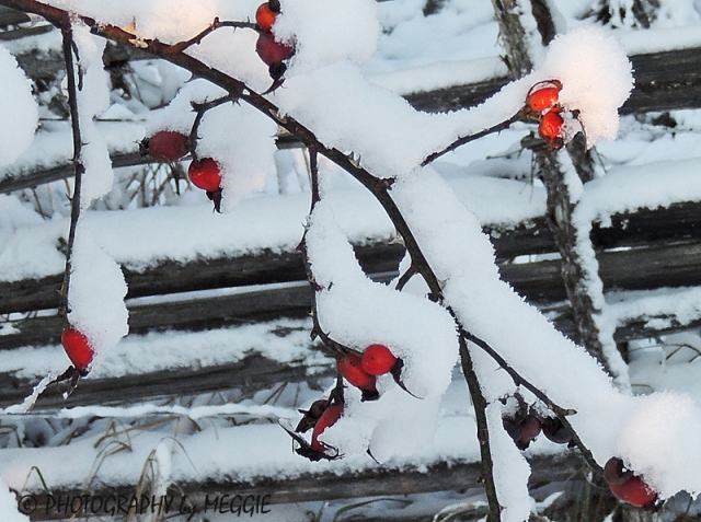 Skesta hage, snow 3_redigerad-1
